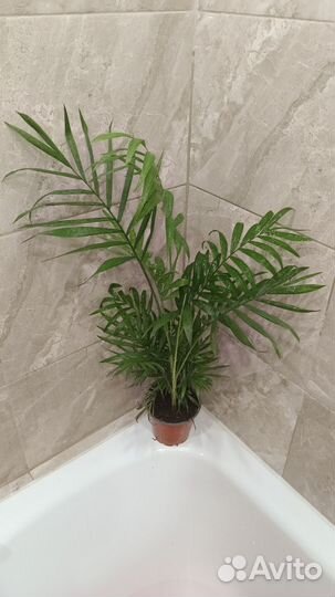 Хамедорея Элеганс