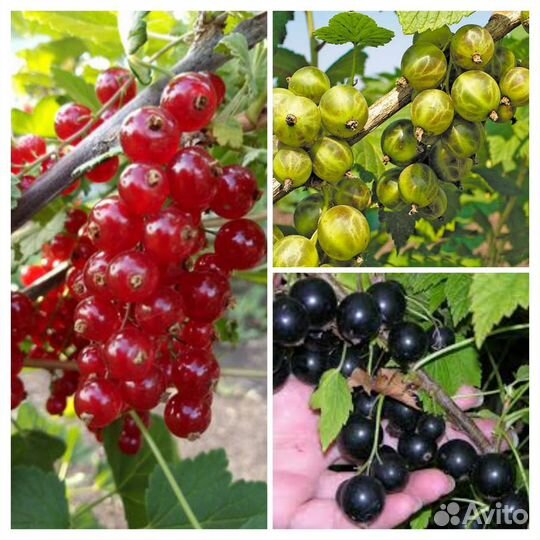 Саженцы смородины