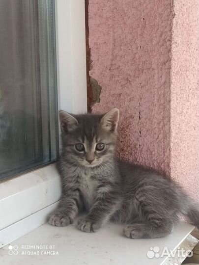 Кошки в добрые руки бесплатно