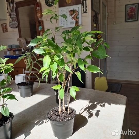 Фикус Али,Бенжамина