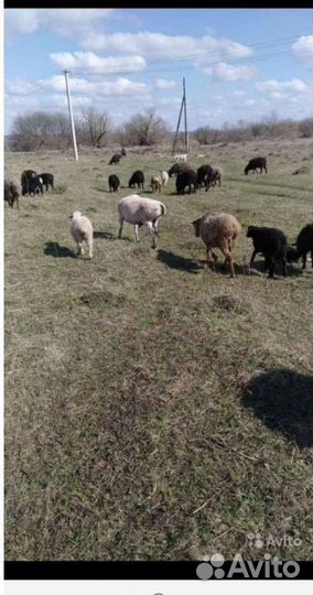 Овцы бараны ягнята