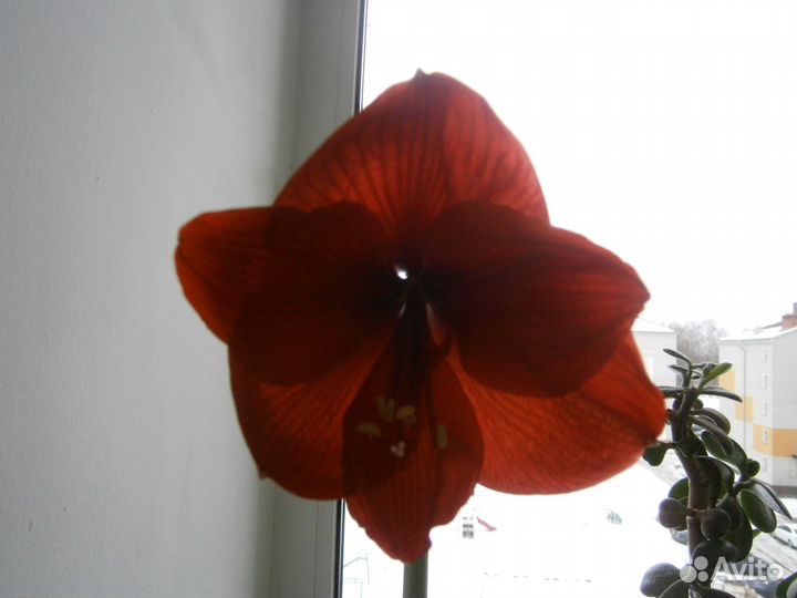 Продаю домашнюю Лилию
