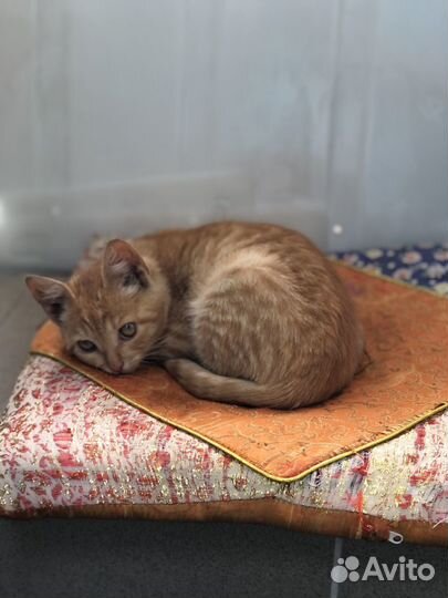 Рыжий котенок в добрые руки