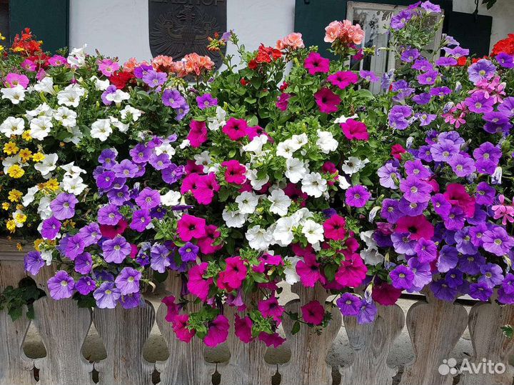 Кустовая петуния