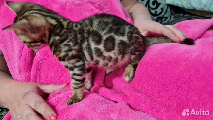 Бенгальская