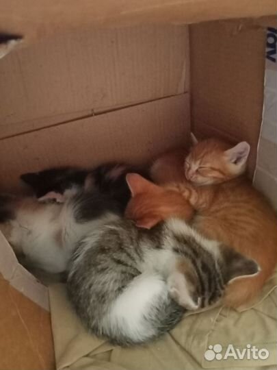 Милые котята