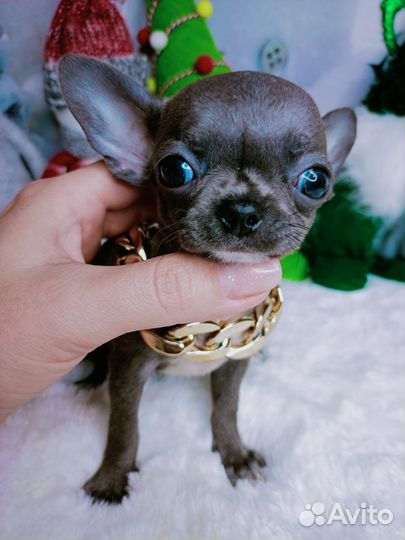 Серенький мышонок мини мальчик чихуахуа