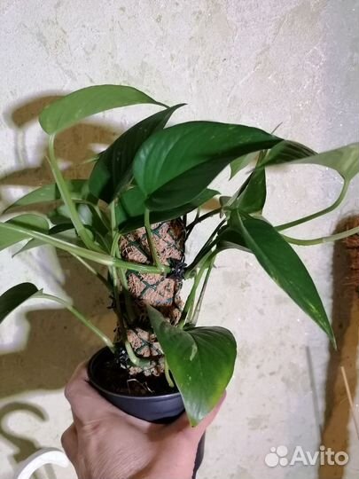 Эпипремнум. Сциндапсус золотистый