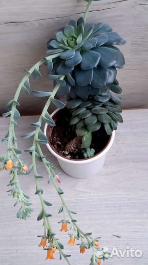 Домашний цветок Пахифитум