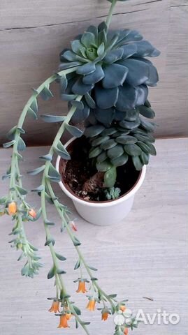 Домашний цветок Пахифитум