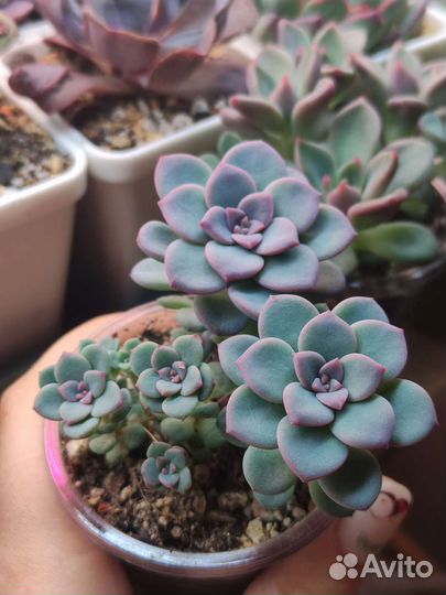 Graptoveria ‘Milky Way’