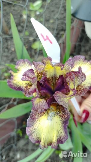 Ирисы карликовые