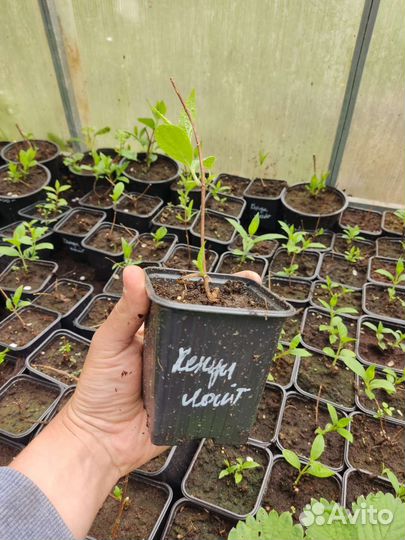 Гортензия метельчатая 