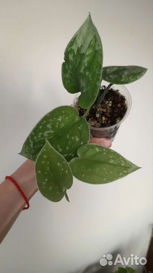 Растение Сциндапсус / Эпипремнум Сильвер Энн