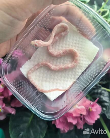 Маисовый полоз
