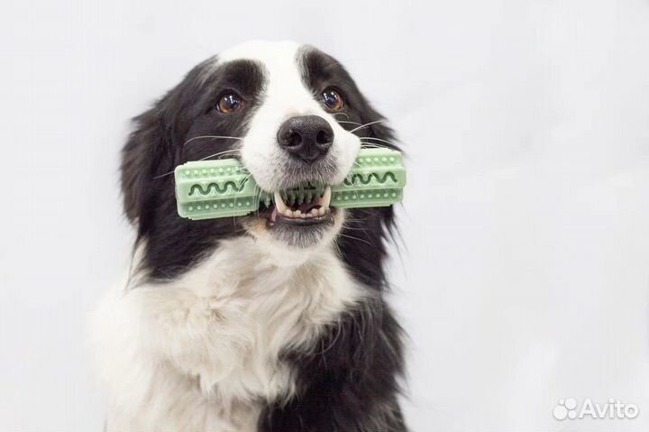 Кинолог, Дрессировка собак