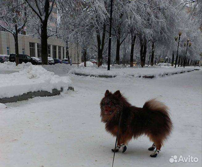 Немецкий шпиц вязка