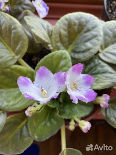 Фиалки цветущие разные