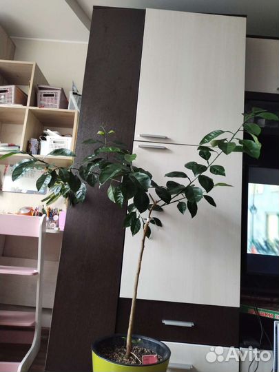 Апельсин Тарокко