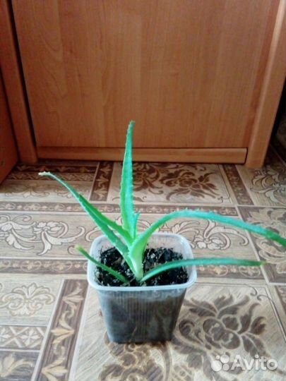 Рассада алоэ лекарственный