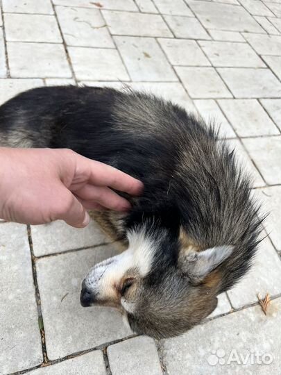 Найдена собака