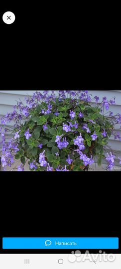 Стрептокарпелла фото по запросу