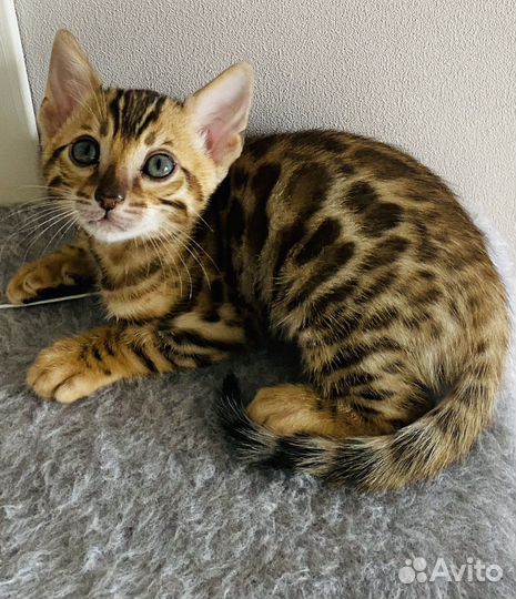 Бенгальские котята