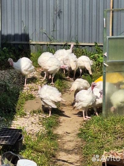 Индюки бройлеры