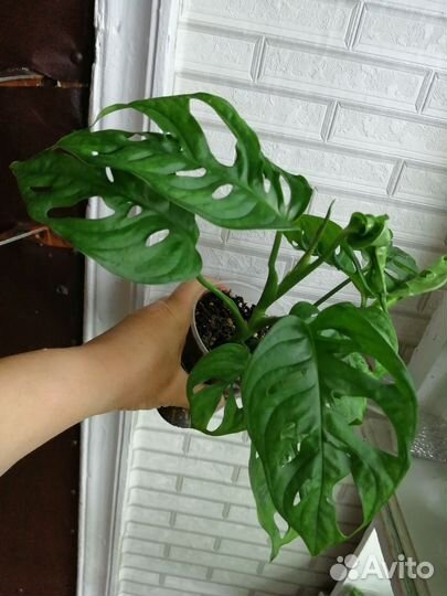 Комнатные растения