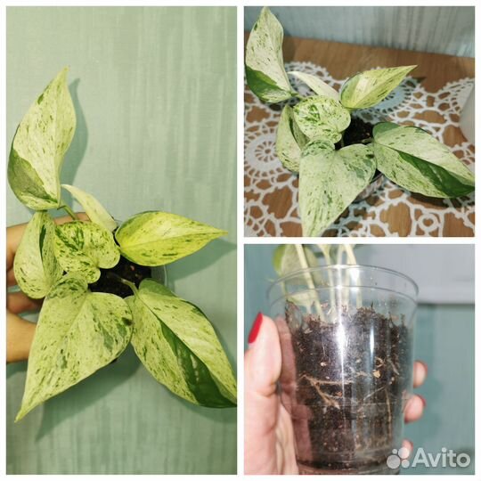 Комнатные растения