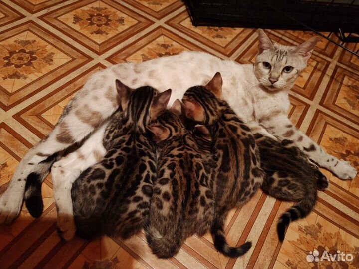 Бенгальские малыши