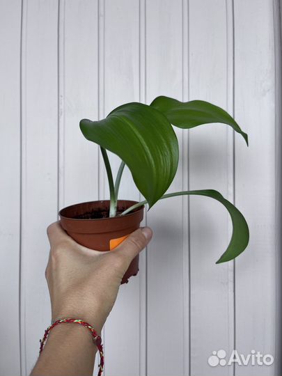 Эухарис амазонская лилия