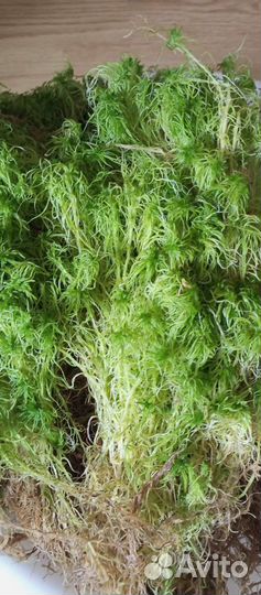 Живой свежий мох сфагнум