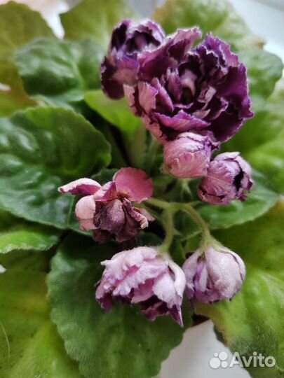 Комнатные цветы