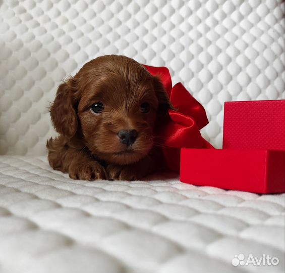 Мальтипу f1 mini