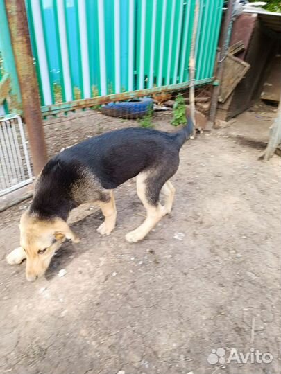 Русская гончая