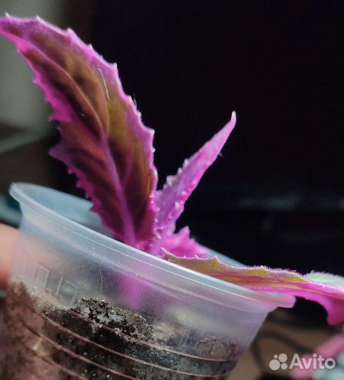 Гинура вариегатная и обычная (Синяя птица)