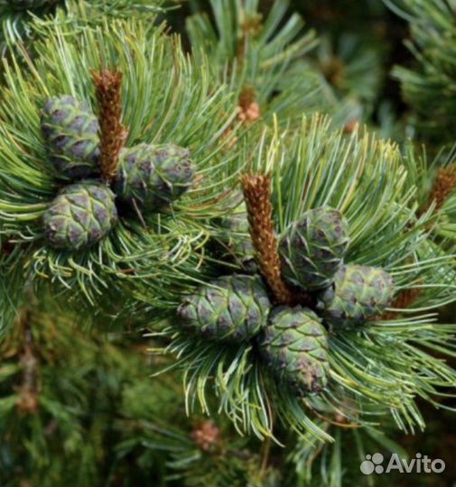 Кедровый стланик семена