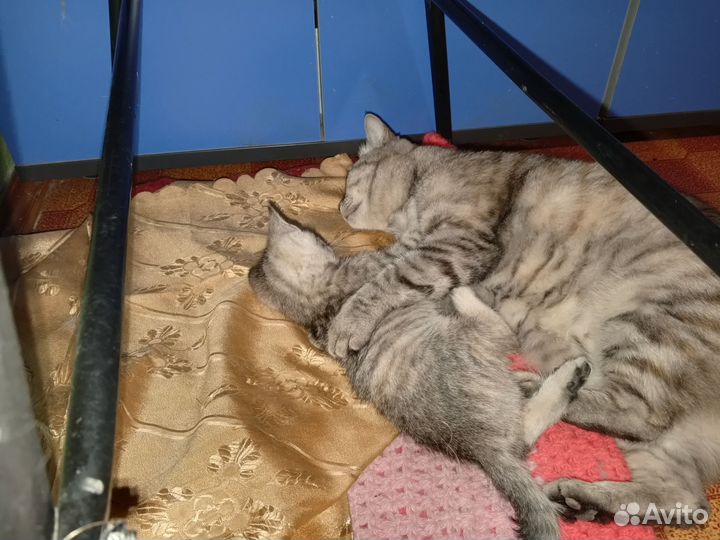 Кошка в дар бесплатно