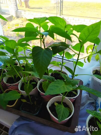 Рассада перца