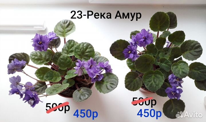 Фиалки-трейлеры укор. растения