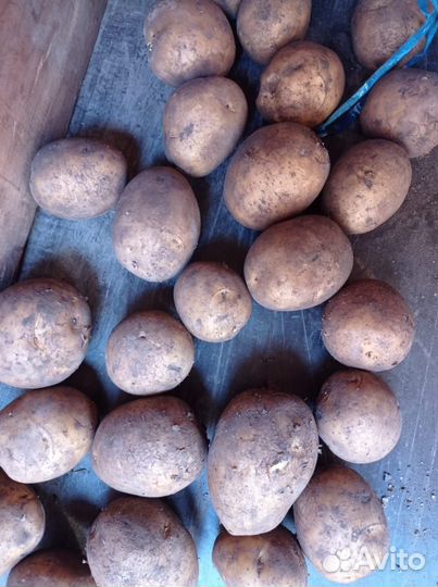 Продам картофель
