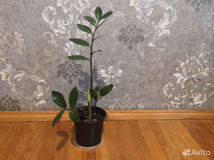 Замиокулькас