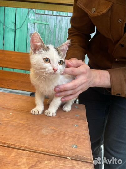 Котенок мальчик 2 месяца