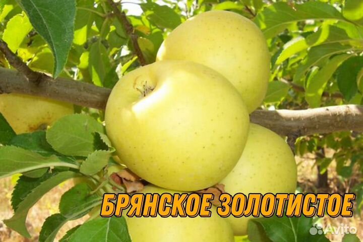 Саженцы яблони