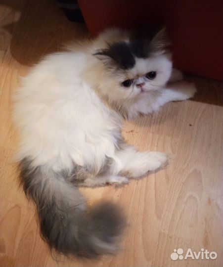 Котик персидский