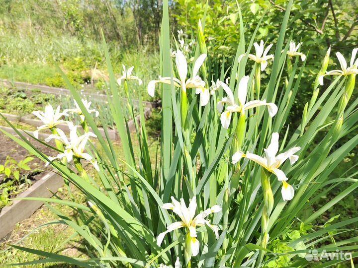 Саженцы деревьев, кустов и многолетних цветов