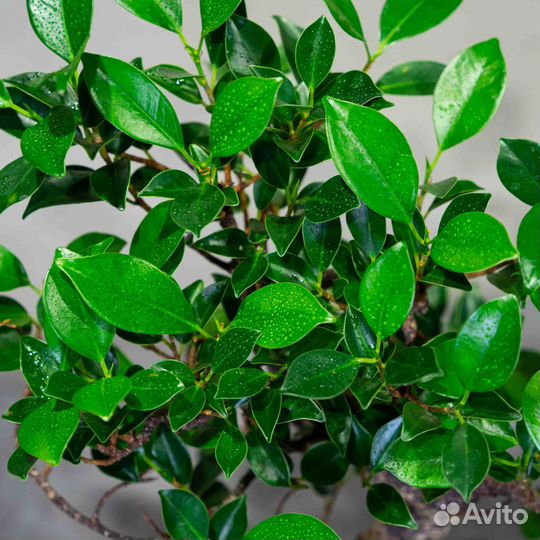 Дерево Бонсай - Баньян Мойоги 40см