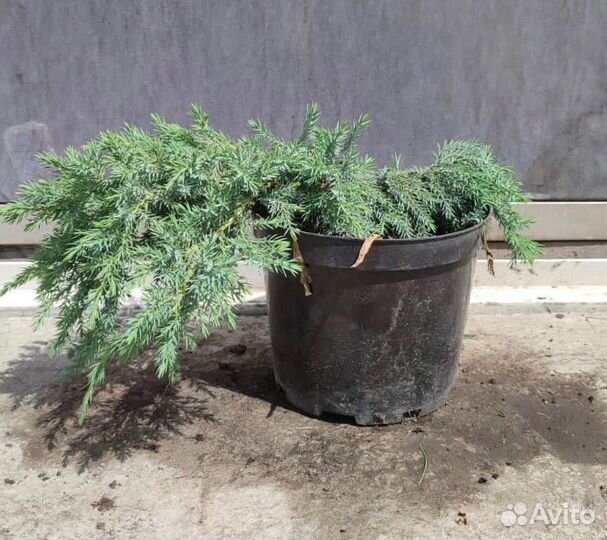 Можжевельник 40+ см