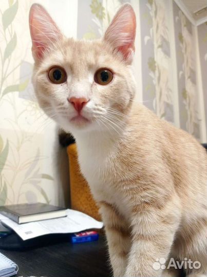 Кот в добрые руки